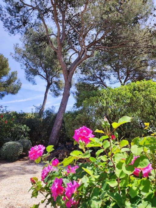 La Californienne Villa Carqueiranne Dış mekan fotoğraf